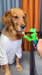 VERY FUNNY DOG !funny videos