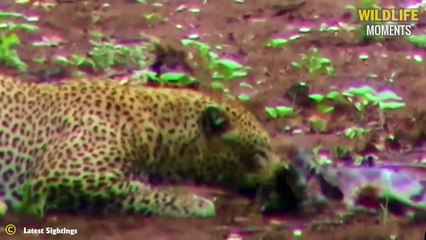 Tragic! 45 Brutal Moments Predators Attack And Ki.ll Baby Animals