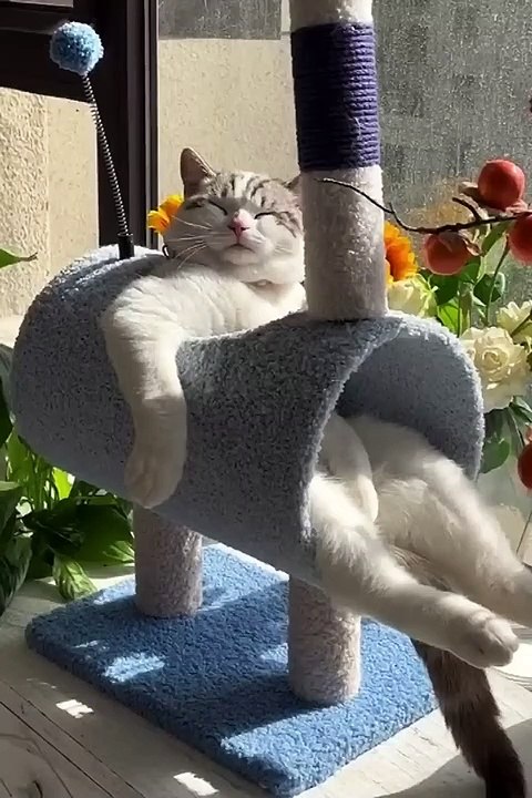 LOL, Super Funny Cute Cats Videos Best Moments of Cats 1080p