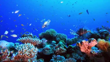 The Ocean 4K - Scenic Wildlife Film With Calming Music-480p