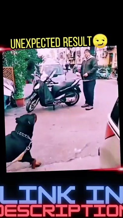 Best Funny Videos Of Dogs ? And Cats ? - Try Not To Laugh! 2