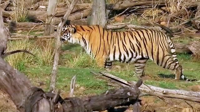 रणथम्भौर: बाघिन रिद्धी ने किया जंगली ***** का शिकार