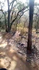 चार माह से लापता बाघिन टी-13