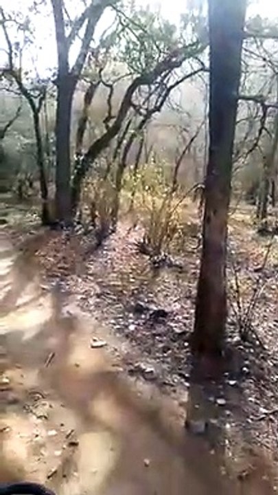 चार माह से लापता बाघिन टी-13