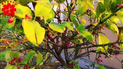 How to Grow Kitchen Garden and Beautiful Flowers  | Granny Crafts