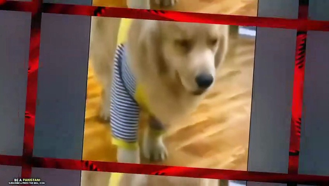 Funniest Animals Moments