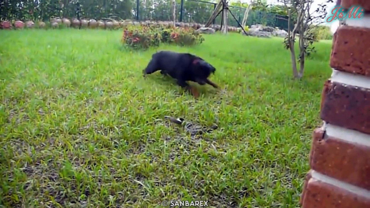 Rắn Cực Độc Và Những Đối Thủ Đáng Sợ Trong Tự Nhiên