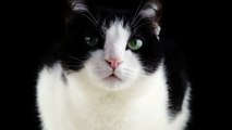 Black and white cat meowing unbelievably cute