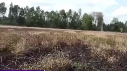 बदायूं:गेहूं के खेत में टूट कर गिरा बिजली का तार,फसल जलकर हुई राख