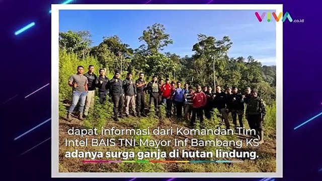 Ladang 'Haram' Misterius Ditemukan Intel TNI