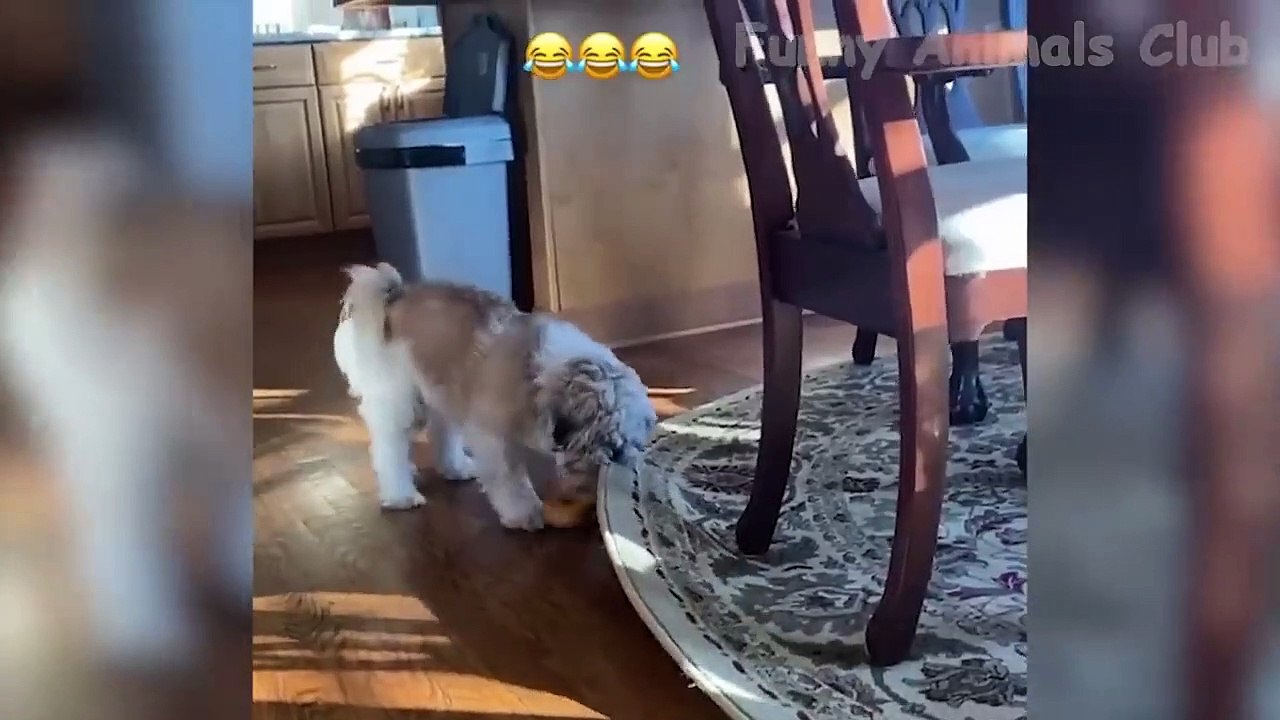 Funniest Animals Video - Best Cats and Dogs Videos of 2023 Compilation!#1