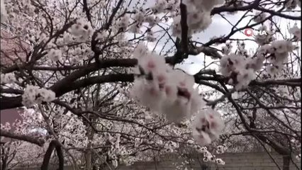 Kağızman'da kayısı ağaçları çiçek açtı
