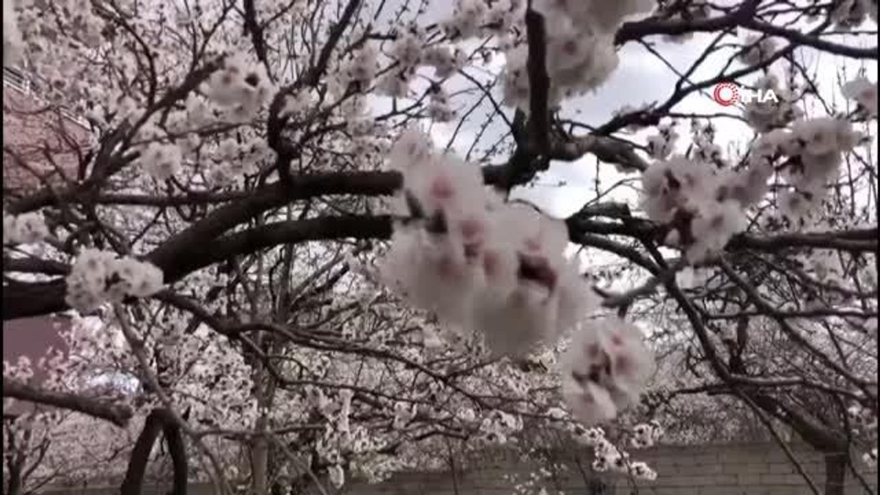 Kağızman'da kayısı ağaçları çiçek açtı