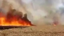 महराजगंज: अज्ञात कारणों से खेत में लगी आग, धू धू कर जली गेहूं की खड़ी फसल