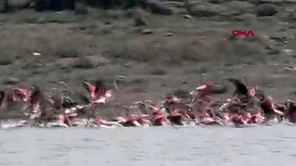 Flamingolar, Tuz Gölü'ne kuluçkaya geldi