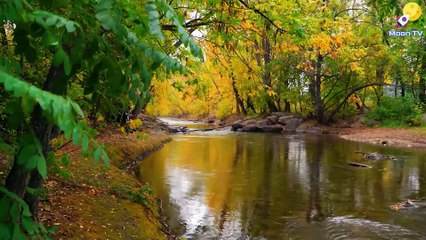 Download Video: Yoga Meditation Music for Tranquility and Serenity