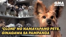 ‘Clone’ ng namayapang pets, ginagawa sa Pampanga | GMA News Feed