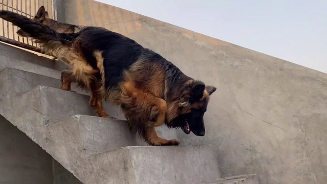 This is How I Spend Life with My Pets | Is Tarhan Mai Apne Paltu Janwaron Kay sath Apni Zindagi Guzarta Hoon | German Shepherd Dogs | Labrador Dog | Persian Cats | Oscar Fishes