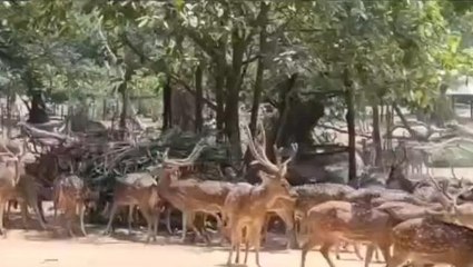 বীরভূমঃ তীব্র দাবদাহ, হরিণের খাদ্যতালিকা শুনলে অবাক হবেন!