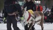No Comment : la ville d'Inari en Finlande organise sa course de rennes annuelle