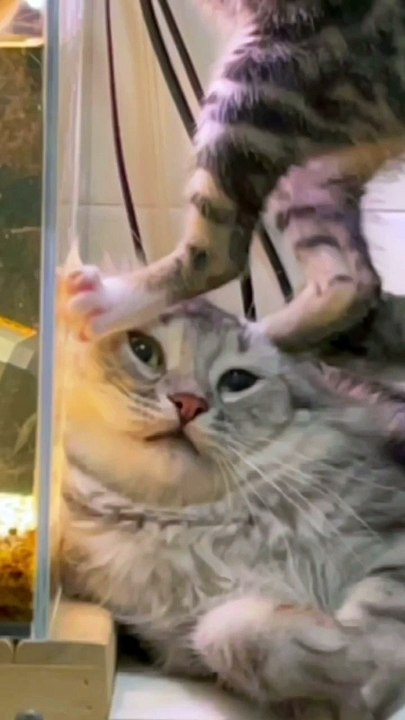 Funny cat videos ever 2023 part 3