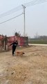 Dog high jump high jump dog
