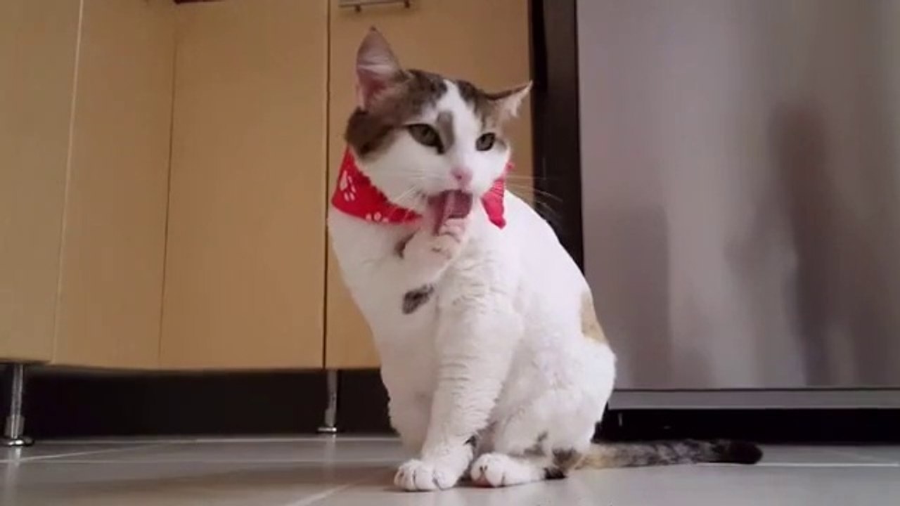 Baby Cat