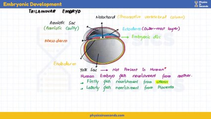 Biology-EP2023-Growth and Development-Embryonic Development-P3