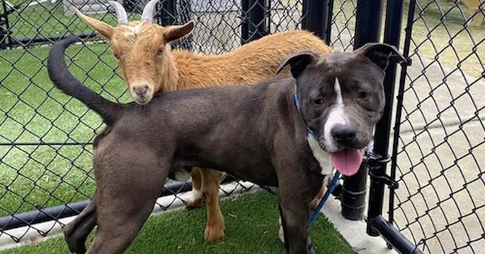 Inséparables meilleurs amis, ce chien et cette chèvre ont été adoptés ensemble