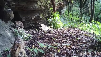 Çin'de Koruma Altındaki Pars Kedileri Kızılötesi Kameralar Tarafından Görüntülendi