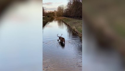 Stag shows off football skills with ball in river at London park