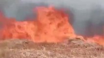 महराजगंज: अज्ञात कारणों से गेहूं की फसल में लगी आग, 20 एकड़ फसल जलकर हुई खाक