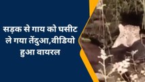 बहराइच: सड़क पर तेंदुए ने किया गाय का शिकार, वीडियो हुआ वायरल