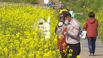 [울산] 울산시, 야생 갓꽃 군락지 태화강에 생태 관찰장 운영 / YTN