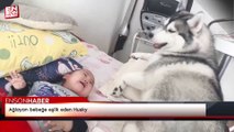 Ağlayan bebeğe eşlik eden Husky