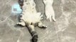 funny cute cat compilation sleeping cats part 1