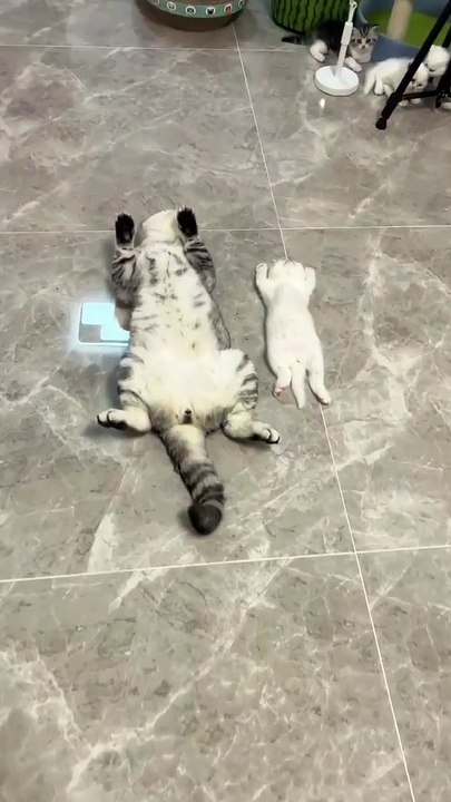 funny cute cat compilation sleeping cats part 1