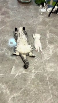 funny cute cat compilation sleeping cats part 1