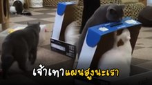 ช็อตฟีลนี้ทำทาสแมวขำกันลั่น ไอ้เทาเอ็งมันร้าย..แผนสูงนะเนี่ย