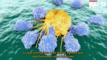 Células T citotóxicas e IL-33: ¿La cura contra el cáncer? - #ExclusivoMSP