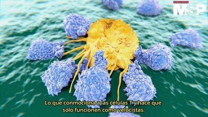 Células T citotóxicas e IL-33: ¿La cura contra el cáncer? - #ExclusivoMSP