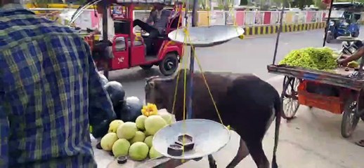 下载视频: घटतोली करने वालों पर कार्रवाई करने के प्रति उदासीन नापतोल विभाग