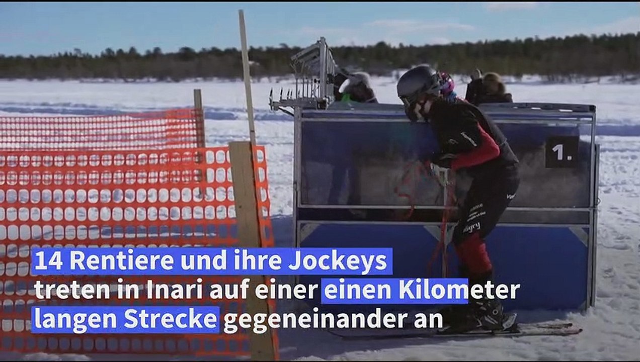 Verneri ist das schnellste Rentier Finnlands