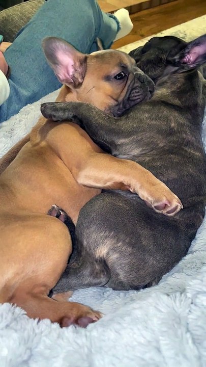Frenchie Sisters Have A Nap