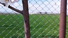 Baharın müjdecisi Çiçekler ile arıların dansı