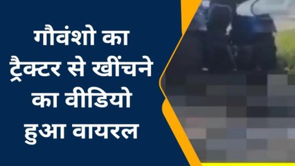 चित्रकूट: मृत गोवंश को ट्रैक्टर में बांधकर घसीटा, वीडिया हुआ वायरल