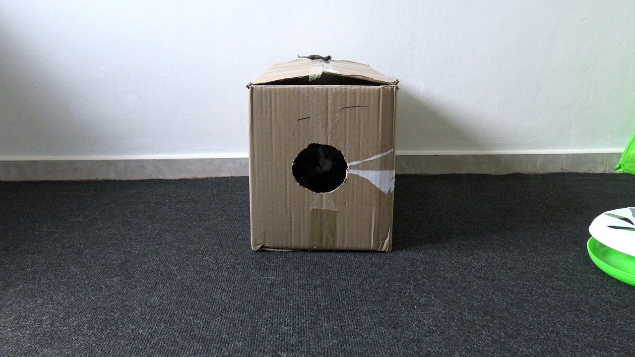 Where Is the Little  Cat