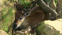 The Lechwe Is a Threatened Species Which Is Why Every Birth Is Extremely Important