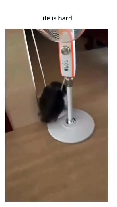 Cat funny video
