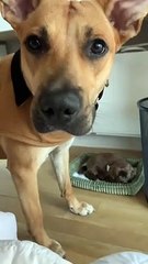 Mara Adopts A Stuffed Puppy